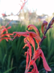 Chasmanthe floribunda
