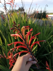 Chasmanthe floribunda