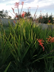 Chasmanthe floribunda