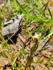 Portulaca kermesina image