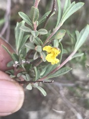 Crocanthemum glomeratum