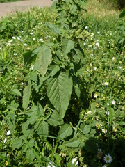 Amaranthus retroflexus