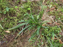 Carex hendersonii