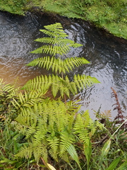 Hypolepis dicksonioides