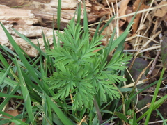 Dicentra formosa formosa