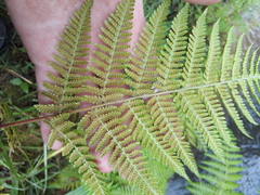 Hypolepis dicksonioides