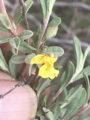 Crocanthemum glomeratum