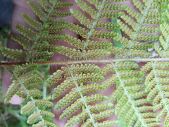 Hypolepis dicksonioides