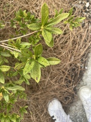 Rhododendron pilosum