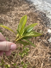 Rhododendron pilosum