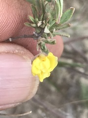 Crocanthemum glomeratum