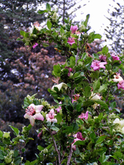 Hibiscus insularis