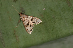 Azochis