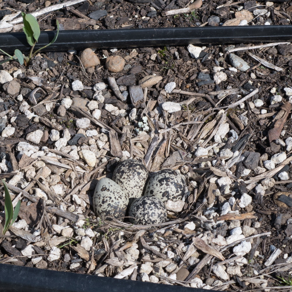 Killdeer from Lane County, OR, USA on March 18, 2021 at 12:51 PM by ...