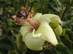 Hibiscus insularis