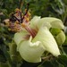 Hibiscus insularis - Photo no hay derechos reservados, subido por Peter de Lange