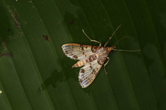Azochis