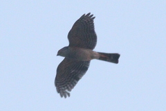 Accipiter minullus
