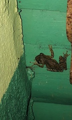 Osteopilus dominicensis