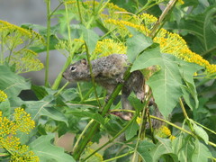 Otospermophilus variegatus