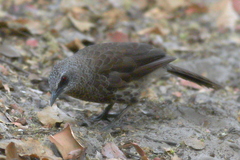 Turdoides hartlaubii