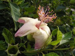 Hibiscus insularis