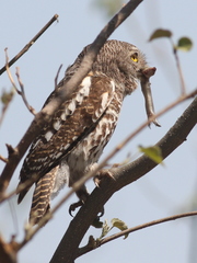 Glaucidium capense