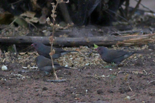 Brown Firefinch (Lagonosticta nitidula), photo 9