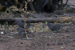 Lagonosticta nitidula