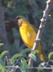 Ploceus xanthopterus