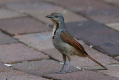 Cichladusa arquata