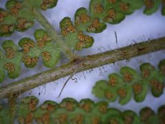 Hypolepis dicksonioides