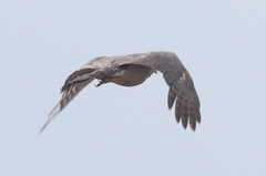 Accipiter ovampensis