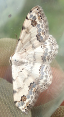 Scopula decorata