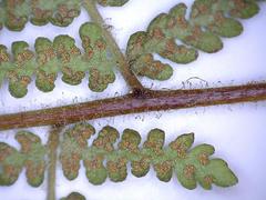 Hypolepis dicksonioides