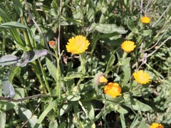 Calendula arvensis