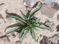 Gymnarrhena micrantha