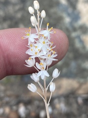 Bulbinella trinervis