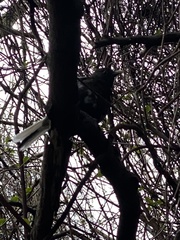 Turdus merula