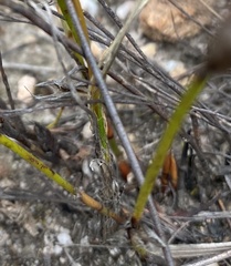 Bulbinella trinervis