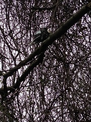 Turdus merula