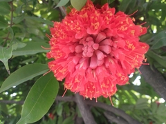 Brownea ariza
