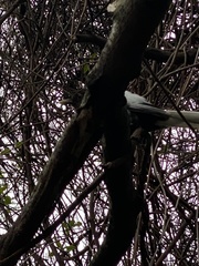 Turdus merula