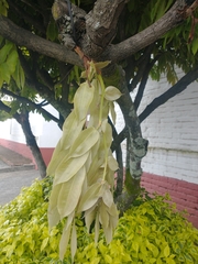 Brownea ariza