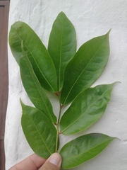 Brownea ariza