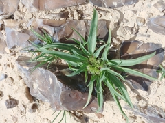 Gymnarrhena micrantha