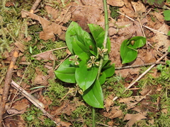 Scoliopus hallii