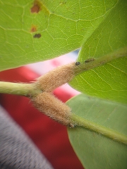 Brownea ariza