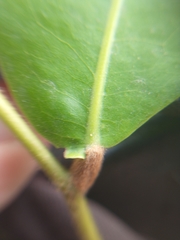 Brownea ariza