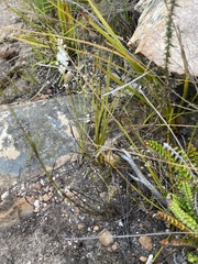 Bulbinella trinervis